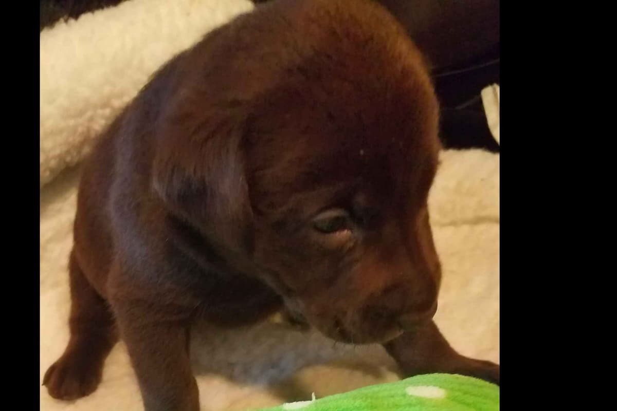 Labrador Retriever Puppies breeder image 32
