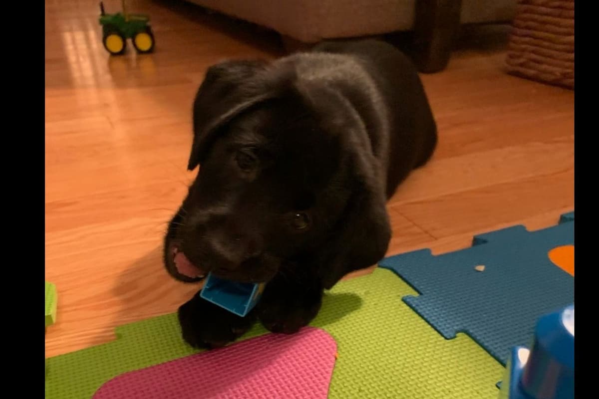 Labrador Retriever Puppies breeder image 33