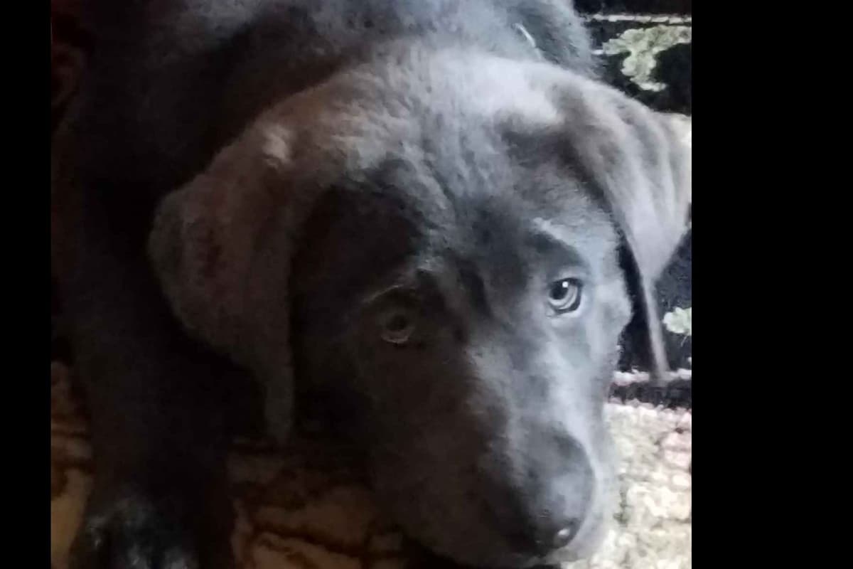 Labrador Retriever Puppies breeder image 35
