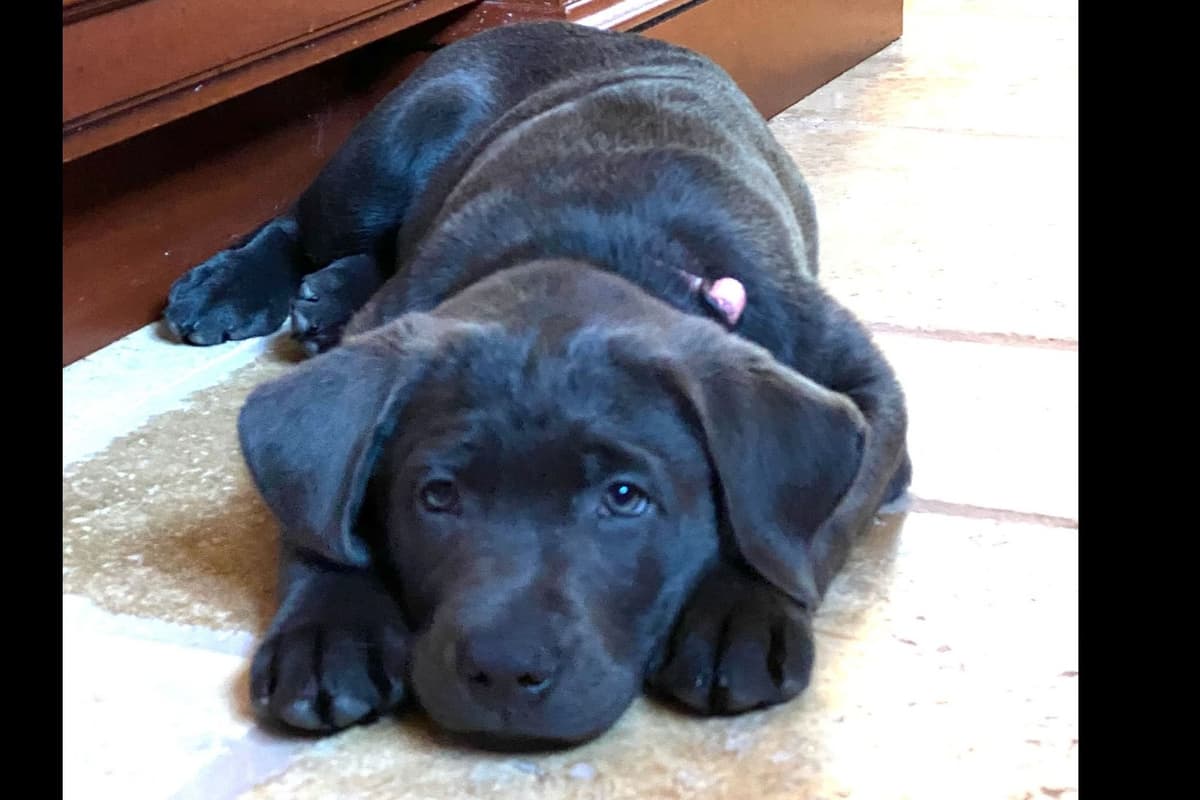 Labrador Retriever Puppies breeder image 36