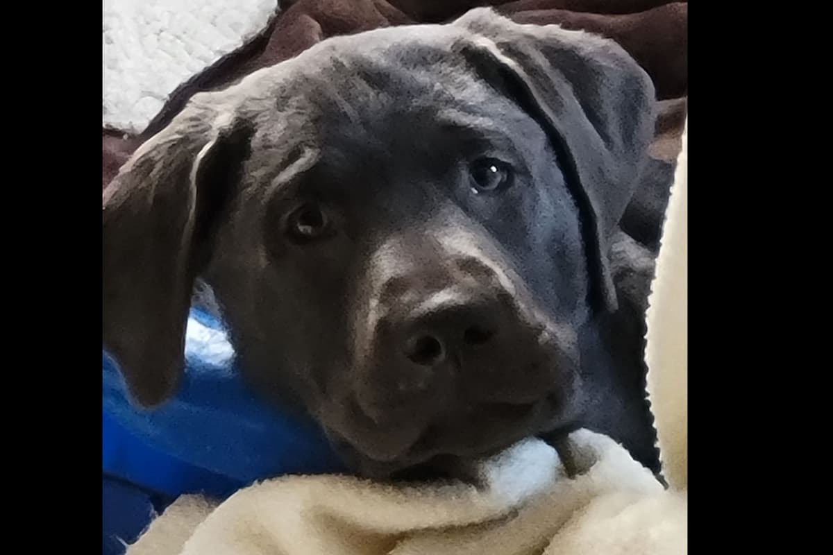 Labrador Retriever Puppies breeder image 38