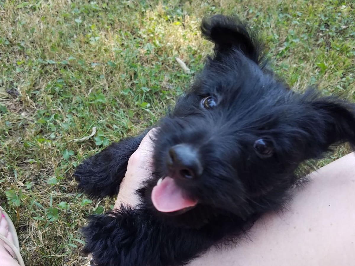 Cocker Spaniel Puppies breeder image 1