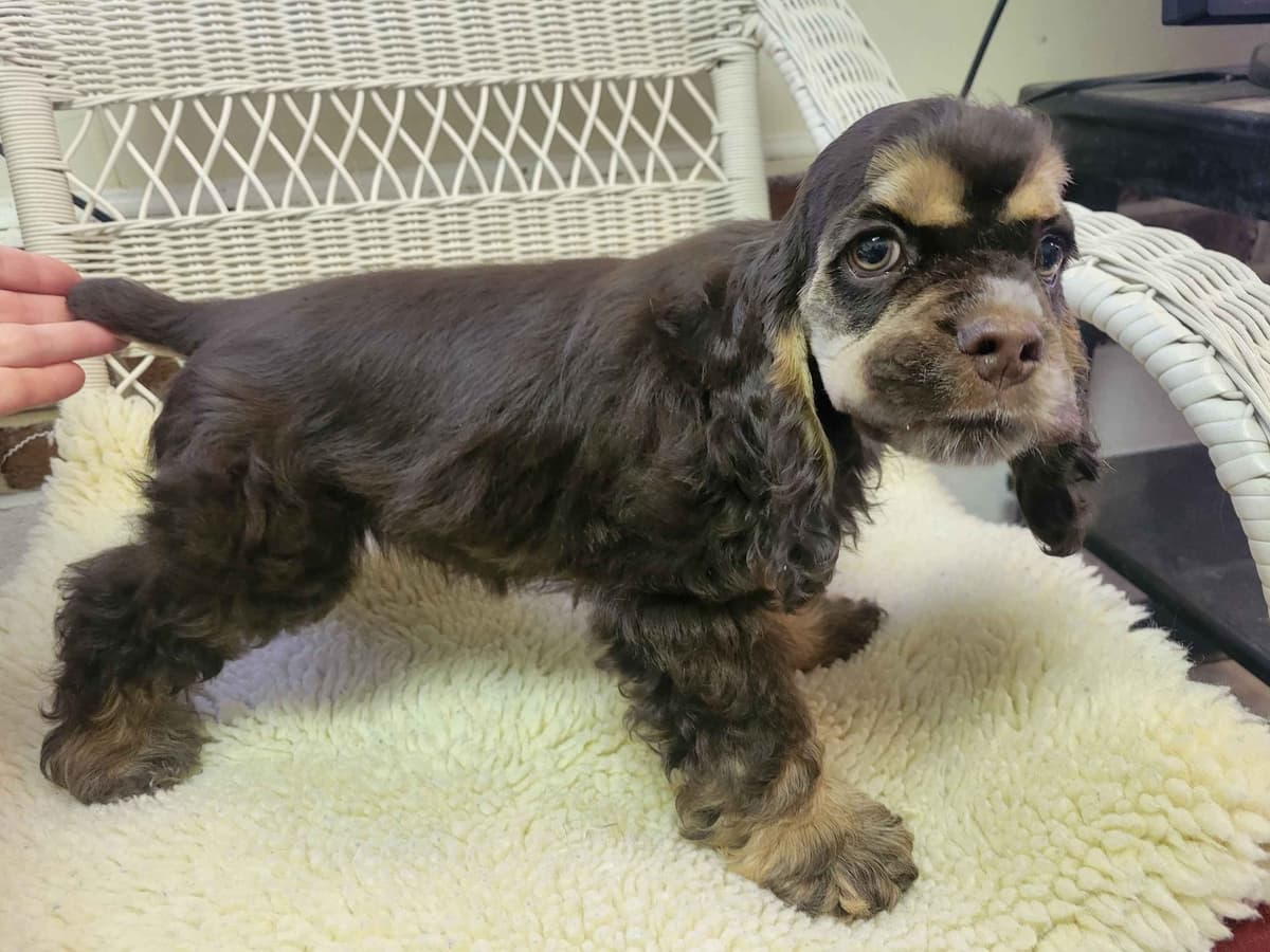 Cocker Spaniel Puppies breeder image 2