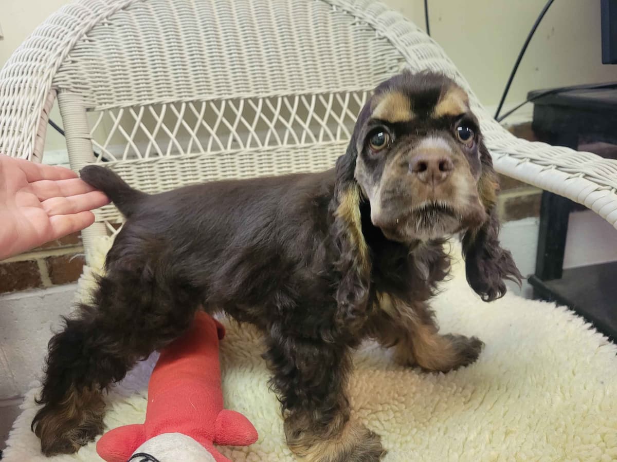 Cocker Spaniel Puppies breeder image 3