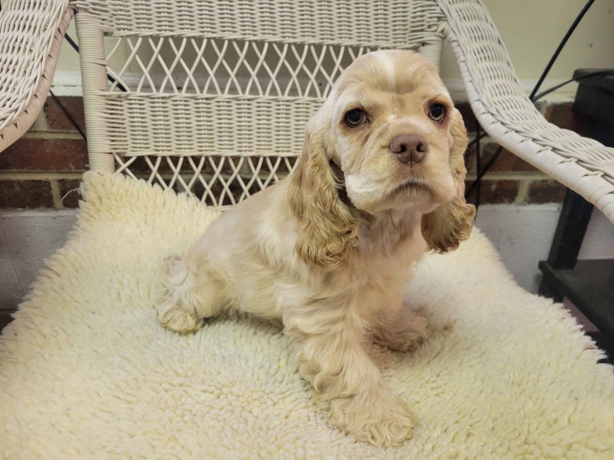 Cocker Spaniel Puppies breeder image 4