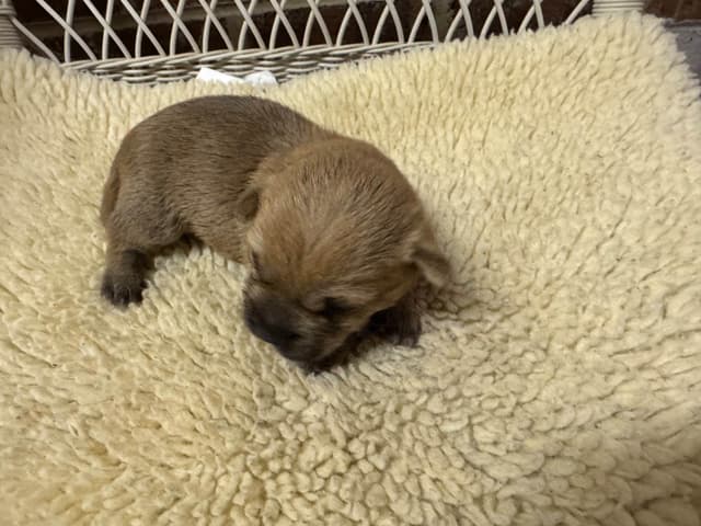 Cairn Terrier Puppies media 2
