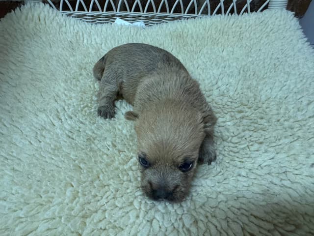 Cairn Terrier Puppies media 3