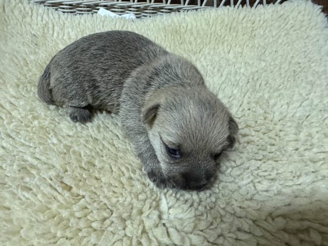 Cairn Terrier Puppies media 4