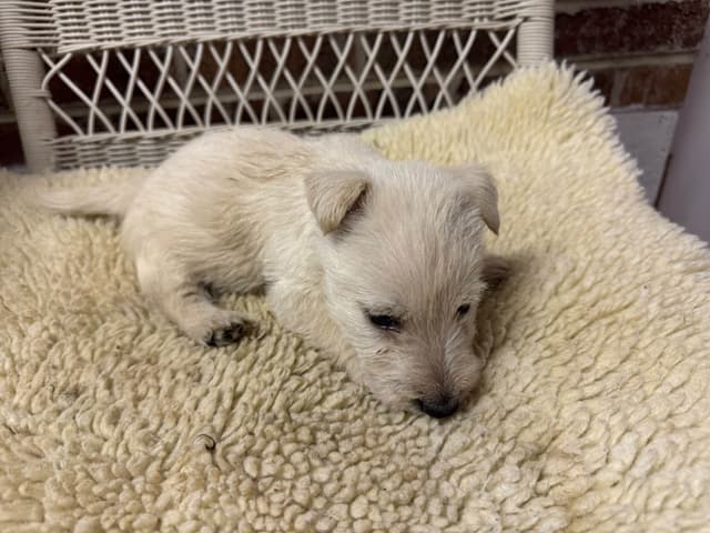 Scottish Terrier Puppies media 2