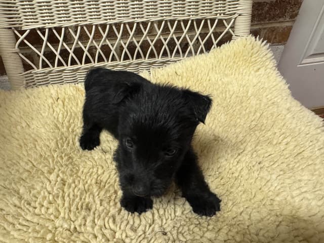 Scottish Terrier Puppies media 3