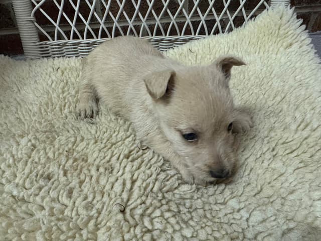 Scottish Terrier Puppies media 4
