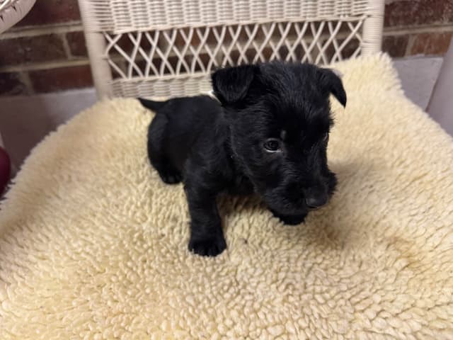 Scottish Terrier Puppies media 5