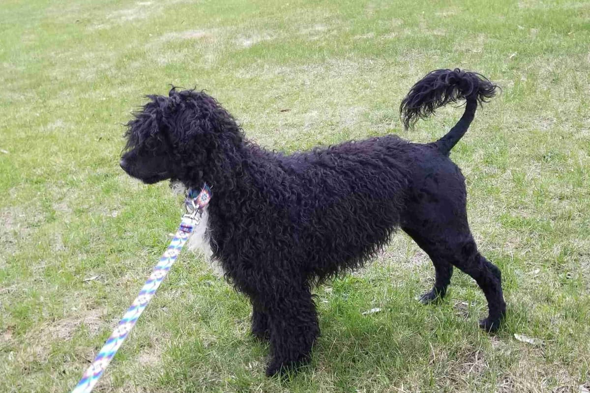 Portuguese Water Dog Puppies breeder image 10