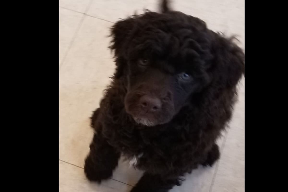Portuguese Water Dog Puppies breeder image 11