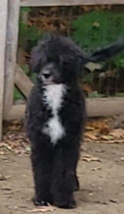 Portuguese Water Dog Puppies breeder image 13