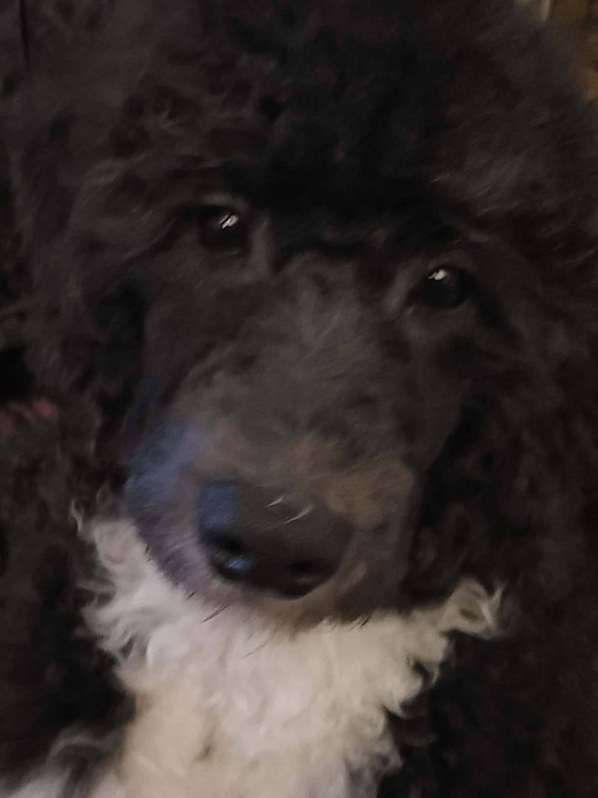 Portuguese Water Dog Puppies breeder image 14