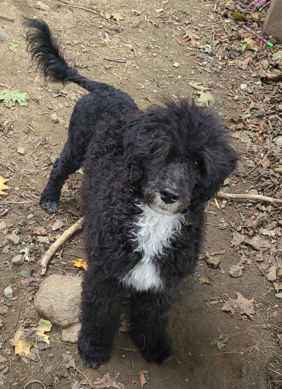 Portuguese Water Dog Puppies breeder image 15
