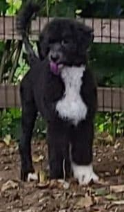 Portuguese Water Dog Puppies breeder image 16