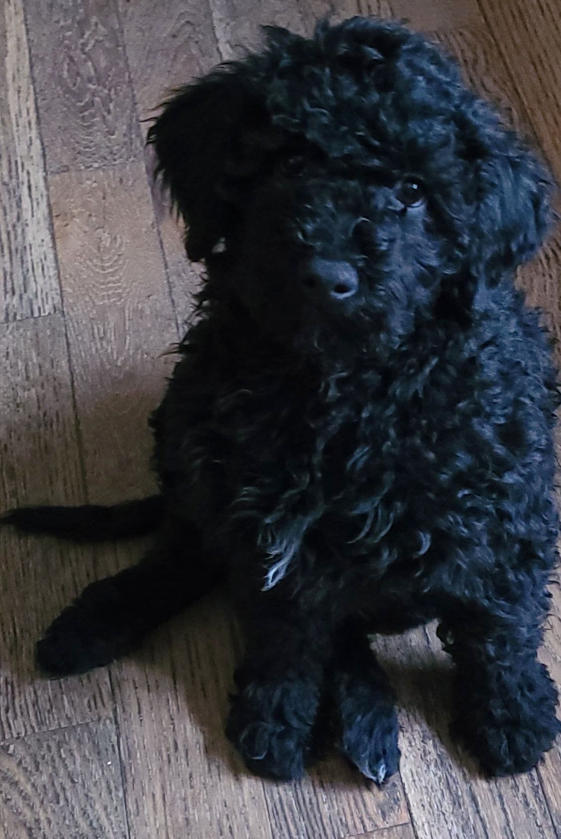 Portuguese Water Dog Puppies breeder image 18
