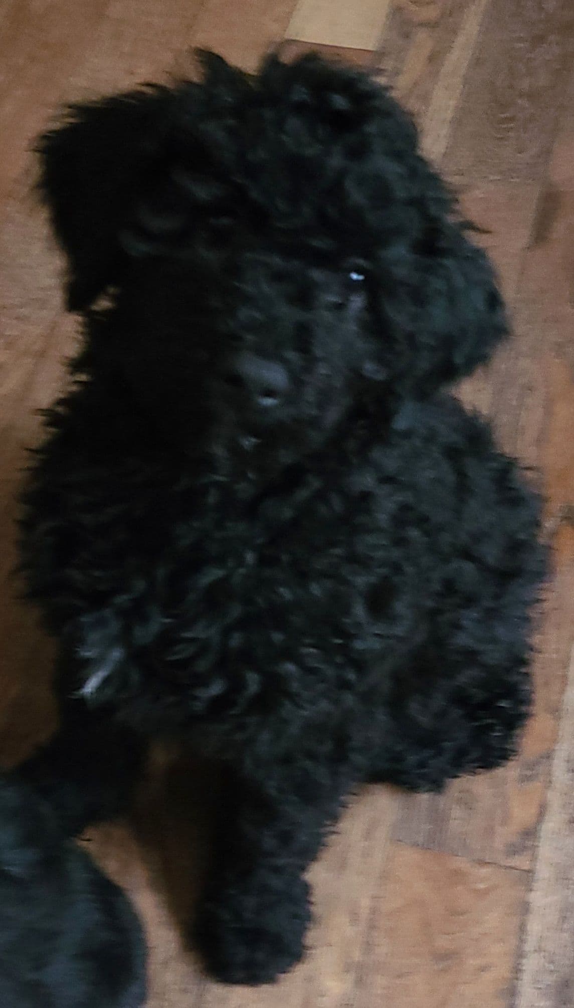 Portuguese Water Dog Puppies breeder image 21
