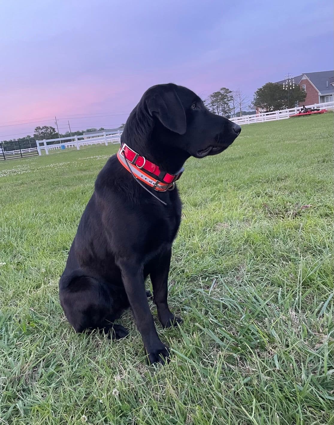 Labrador Retriever Puppies breeder image 16