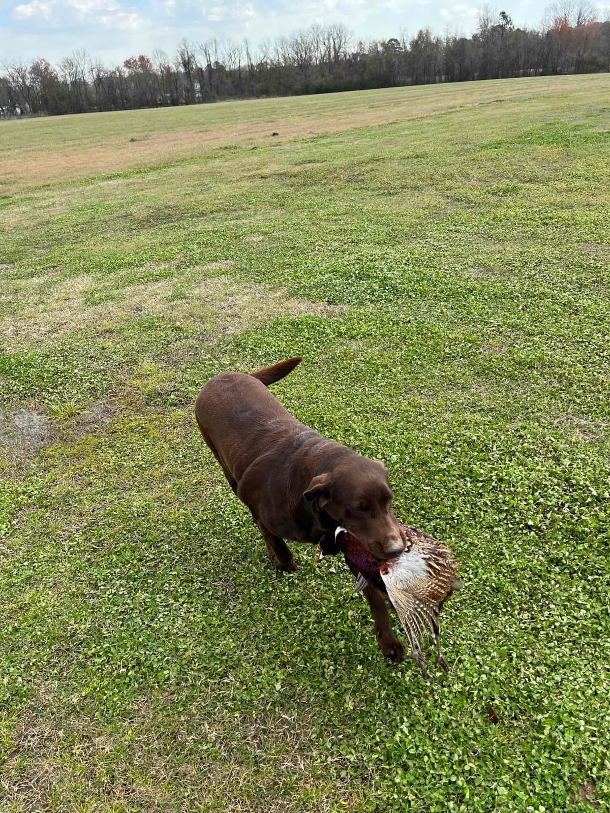 Labrador Retriever Puppies breeder image 19