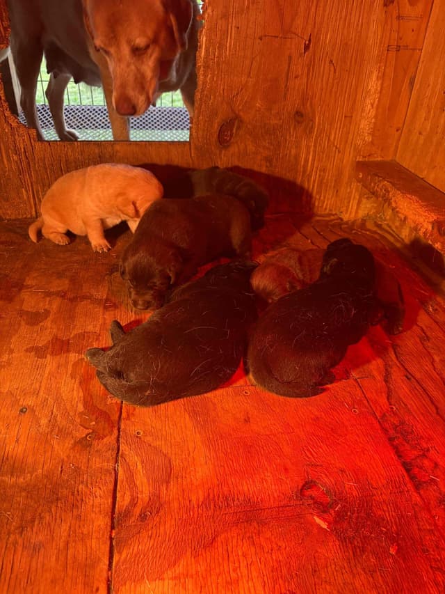 Labrador Retriever Puppies media 2