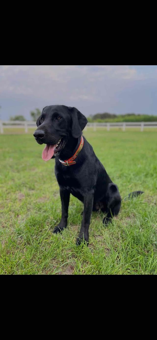 Labrador Retriever Puppies media 3
