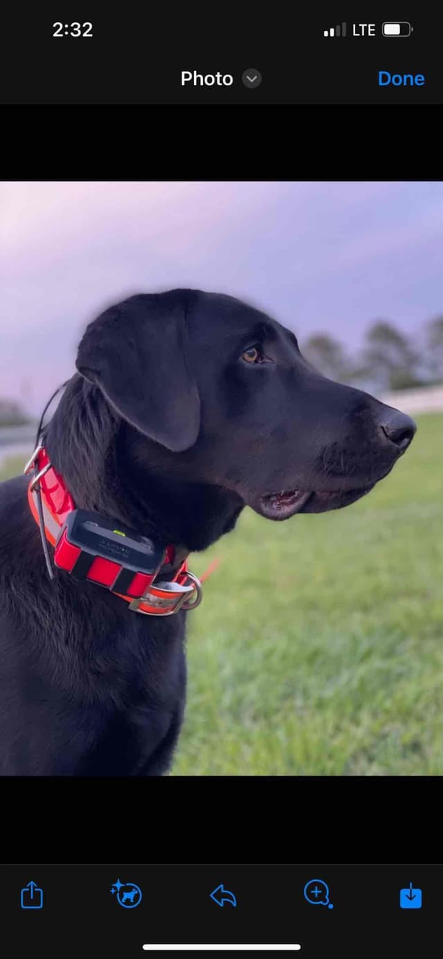 Labrador Retriever Puppies media 4