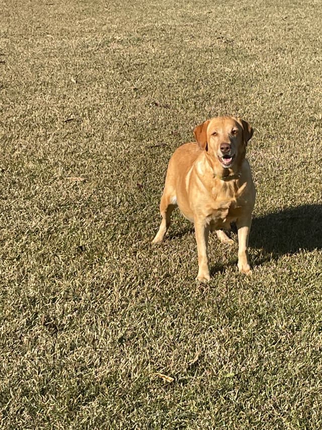 Labrador Retriever Puppies media 6