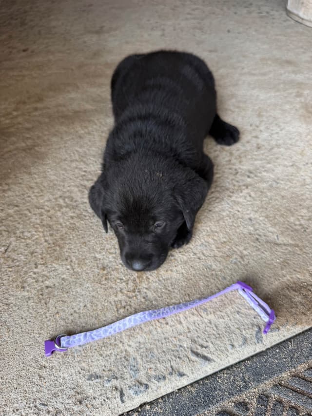 Labrador Retriever Puppies media 8