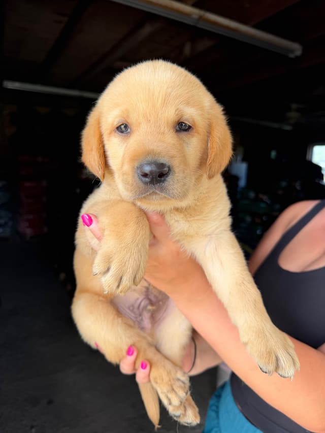 Labrador Retriever Puppies media 10