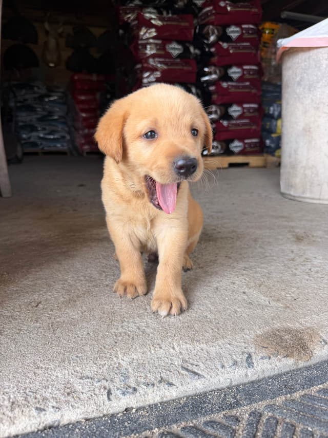 Labrador Retriever Puppies media 11