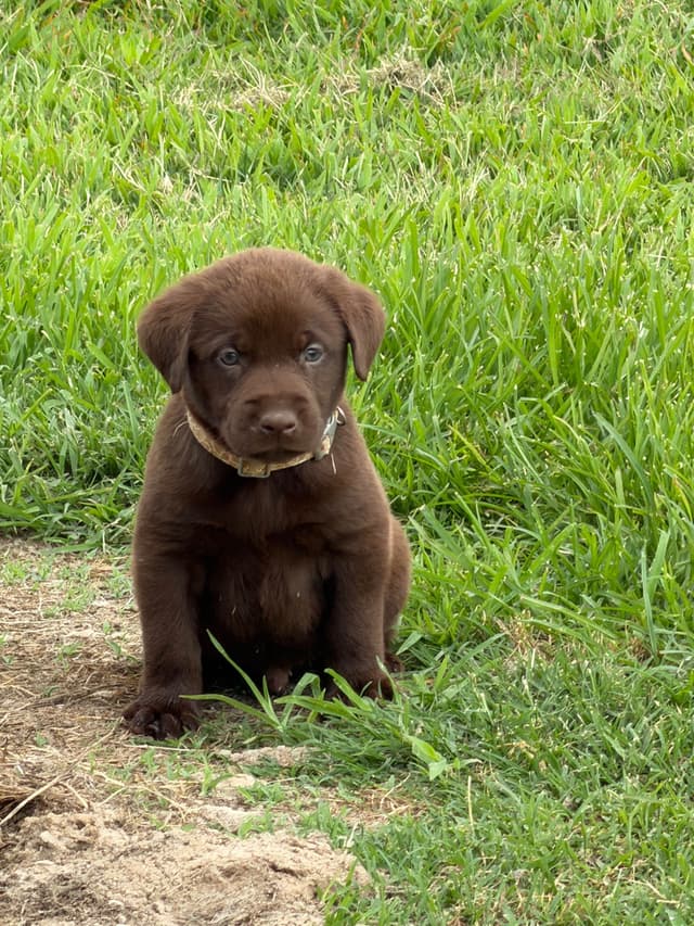 Labrador Retriever Puppies media 12