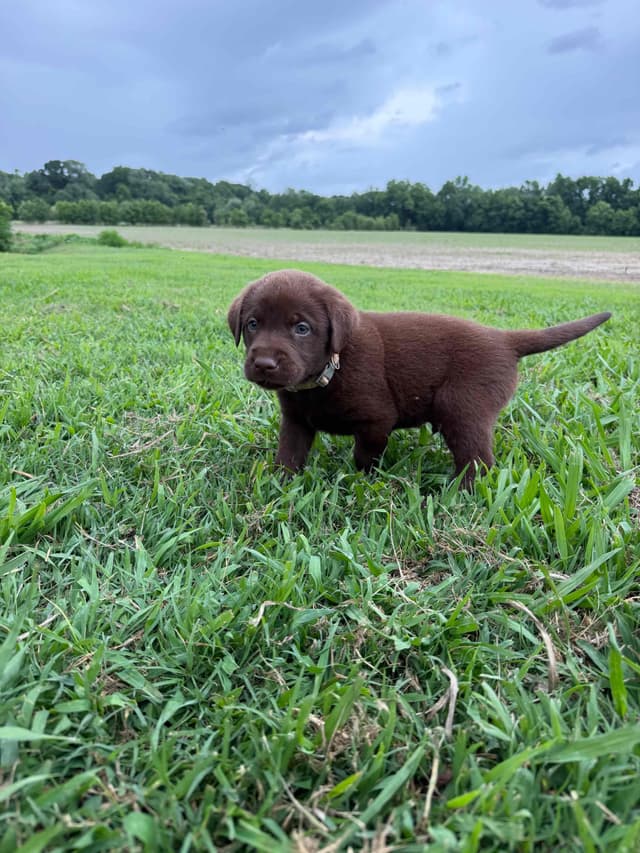 Labrador Retriever Puppies media 13