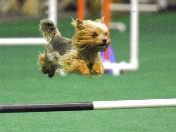 Yorkshire Terrier Puppies breeder image 3