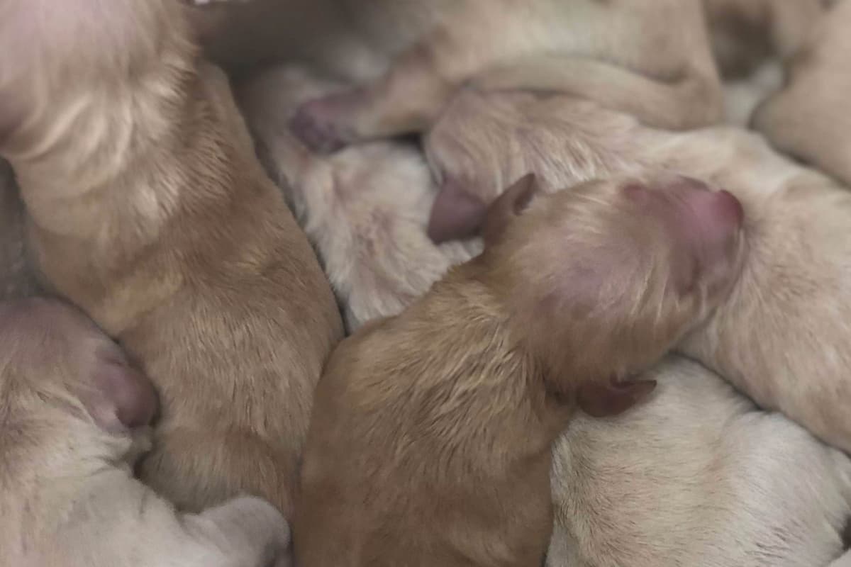Champion-Bred Golden Retriever Puppies | Health-Tested breeder image 3