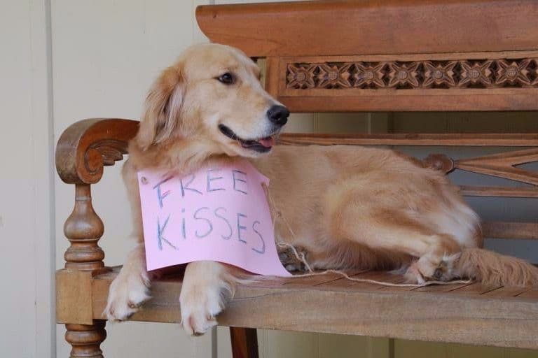 Champion-Bred Golden Retriever Puppies | Health-Tested breeder image 5