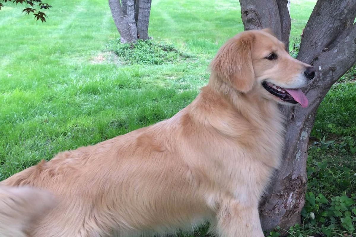 Champion-Bred Golden Retriever Puppies | Health-Tested breeder image 8