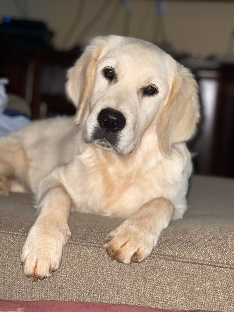 Champion-Bred Golden Retriever Puppies | Health-Tested breeder image 6