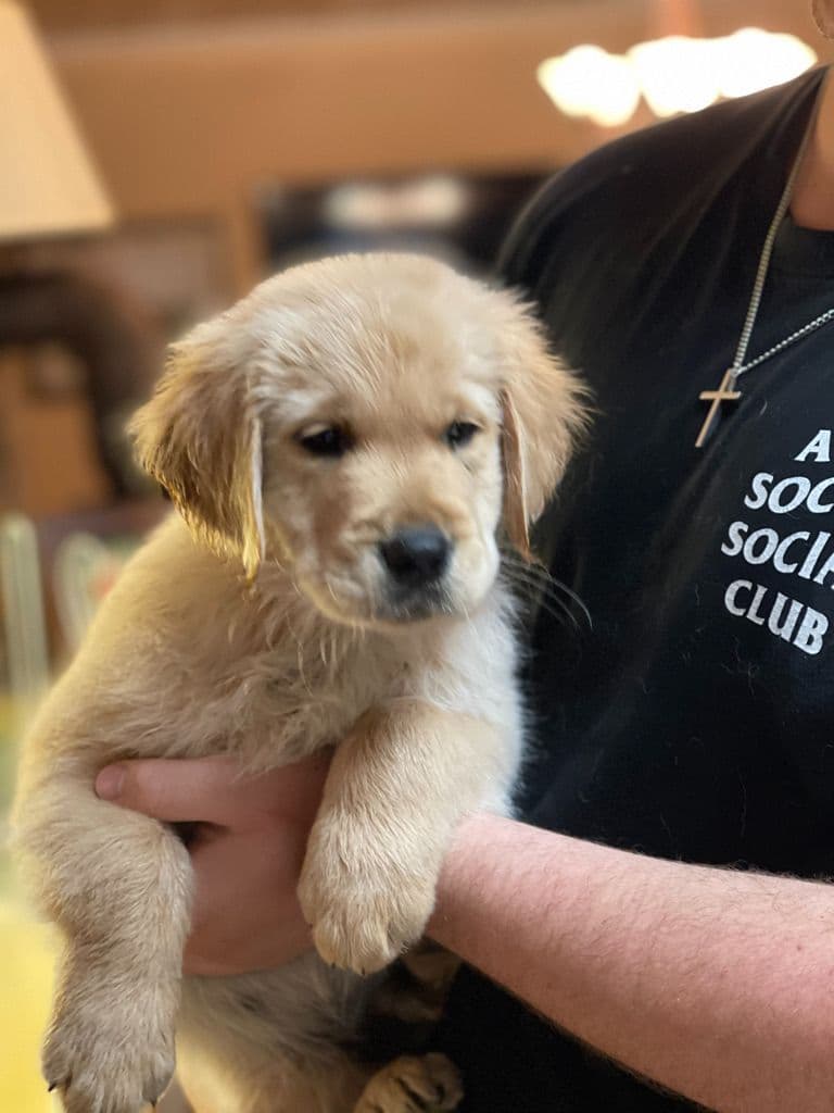Champion-Bred Golden Retriever Puppies | Health-Tested breeder image 4