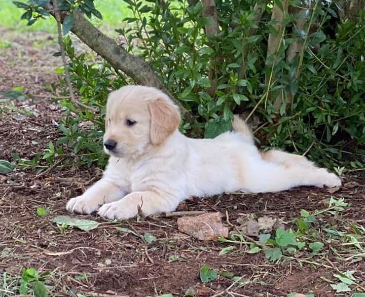 Champion-Bred Golden Retriever Puppies | Health-Tested breeder image 7