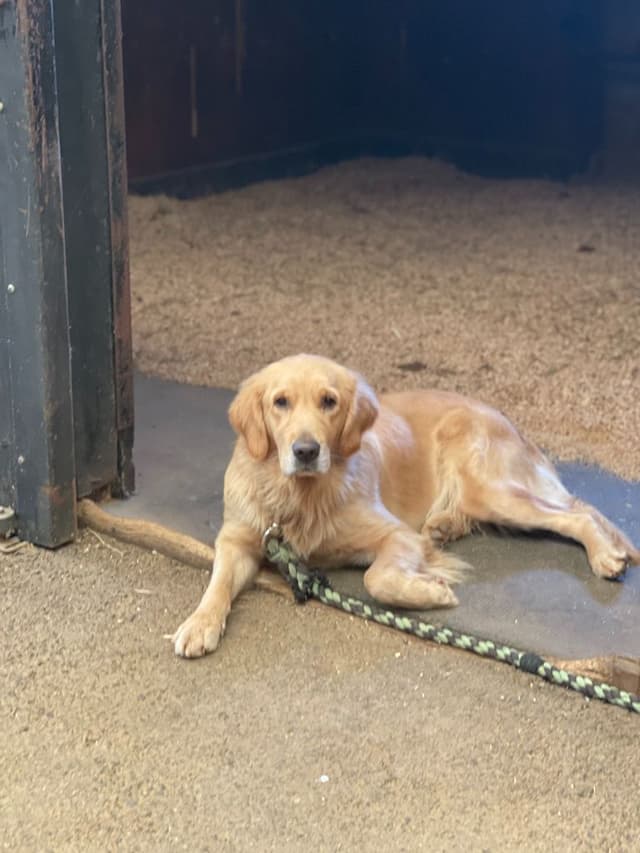 Champion-Bred Golden Retriever Puppies | Health-Tested media 2