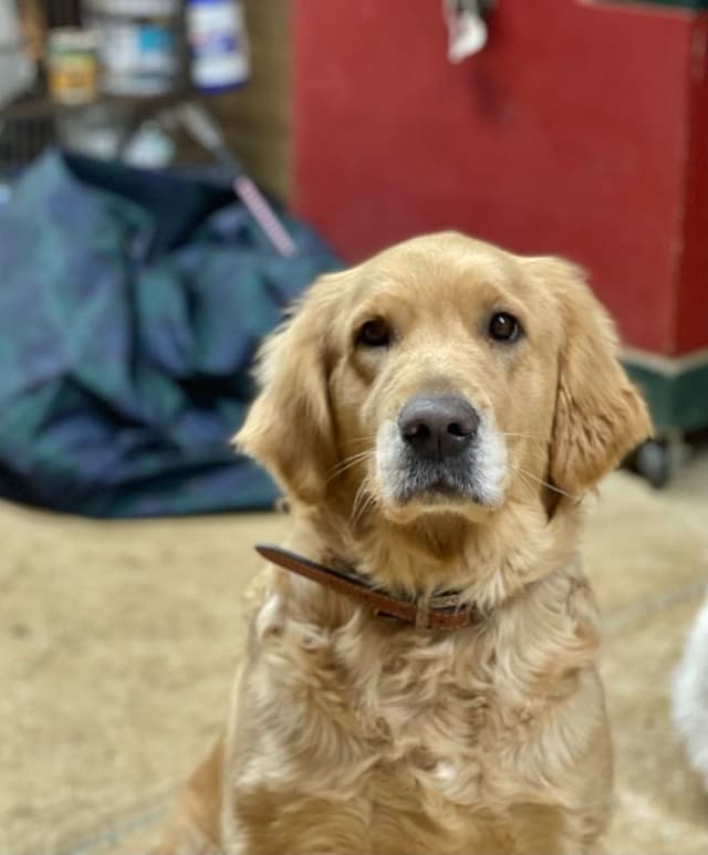 Champion-Bred Golden Retriever Puppies | Health-Tested media 3