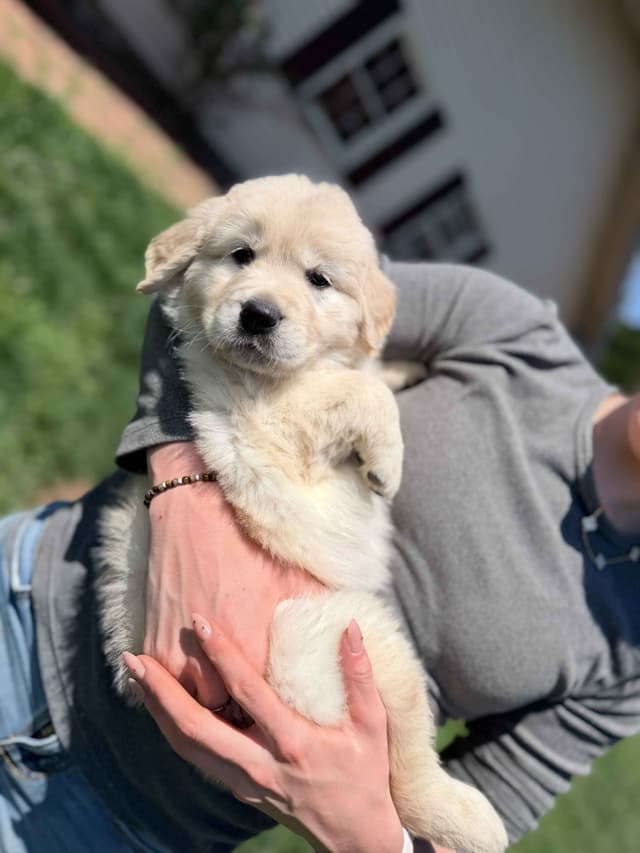 Champion-Bred Golden Retriever Puppies | Health-Tested media 5