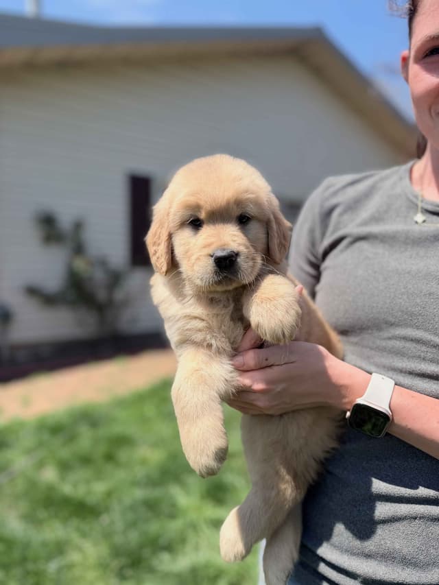Champion-Bred Golden Retriever Puppies | Health-Tested media 4