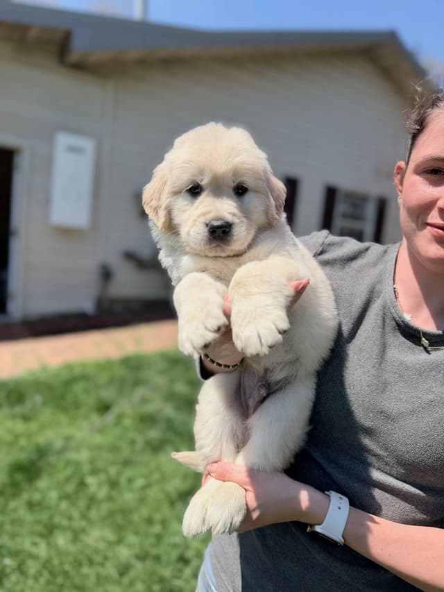 Champion-Bred Golden Retriever Puppies | Health-Tested media 8
