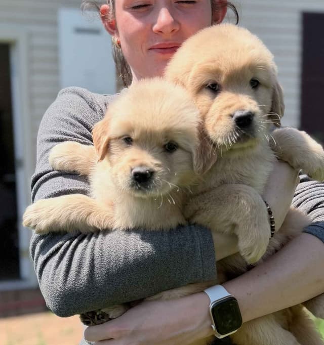 Champion-Bred Golden Retriever Puppies | Health-Tested media 7