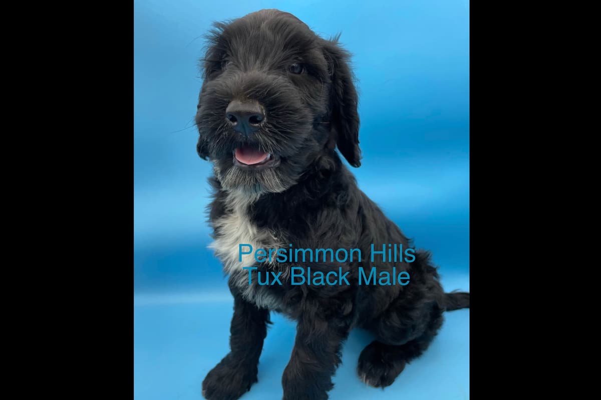 Great Pyrenees Puppies breeder image 2