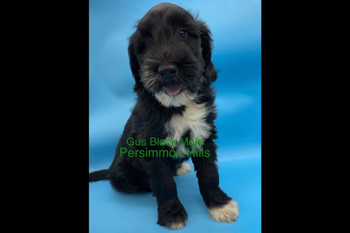 Great Pyrenees Puppies breeder image 3